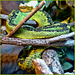 Great Lakes bush viper