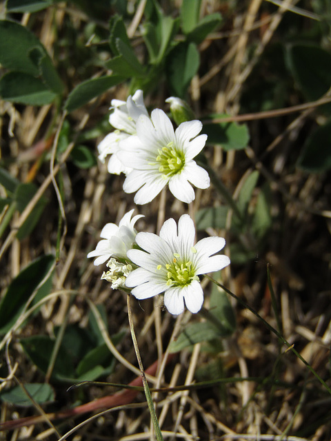 Wildblümchen