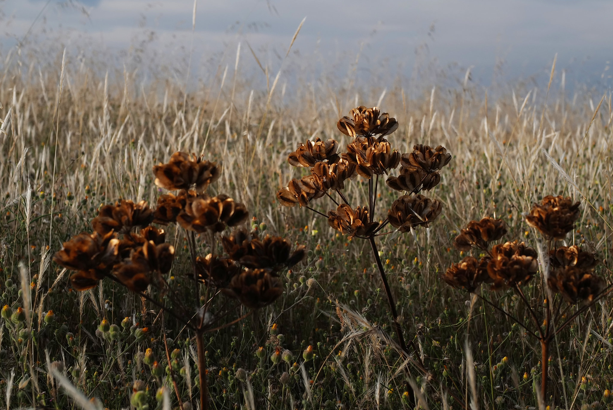 Thirsty Land Poetry