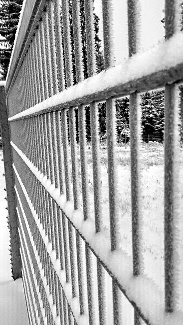 Hoar Frost Fence ;-))