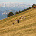 Almwiese am Weisshorn mit Esel und Kühe