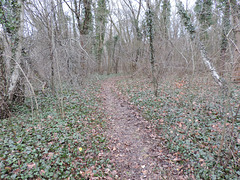 Waldweg an der Grube Rehagen