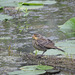 Red-winged Blackbird juvenile