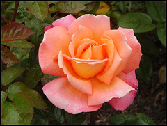 Troika rose