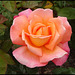 Troika rose