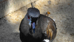 20190911 6267CPw [D~OH] Bronzekiebitz (Vanellus chilensis), Timmendorfer Strand