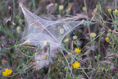 Thirsty Land Poetry, The mysterious web