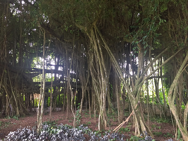 Banyan