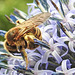 20230719 2569CPw [D~LIP] Kugeldistel, Gelbbindige Furchenbiene (Halictus scabiosae), Bad Salzuflen