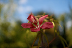 Hibiscus coccineus