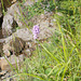 waf - oooh, an orchid