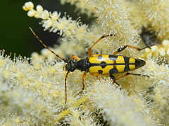 Gefleckter Schmalbock