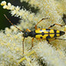 Gefleckter Schmalbock