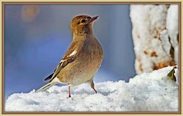 Fink auf Schnee