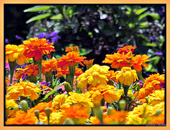 French Marigolds.