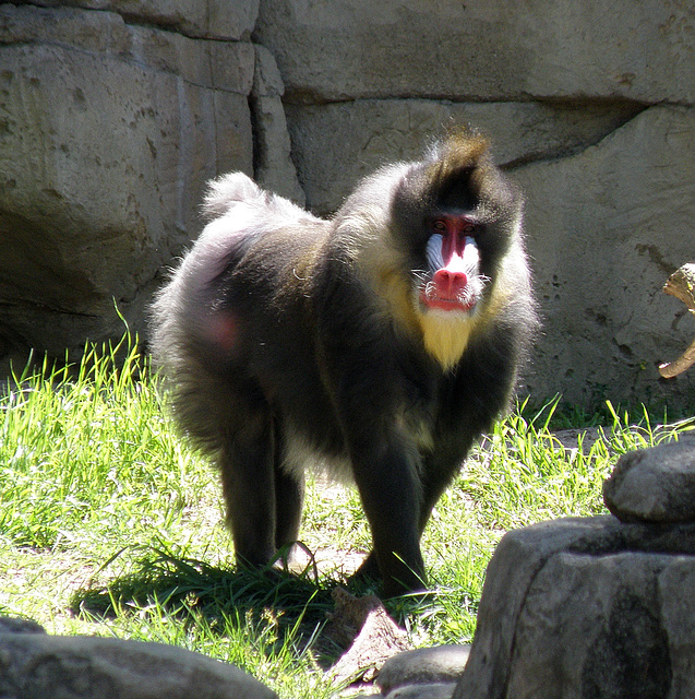 Baboon at Dallas Zoo