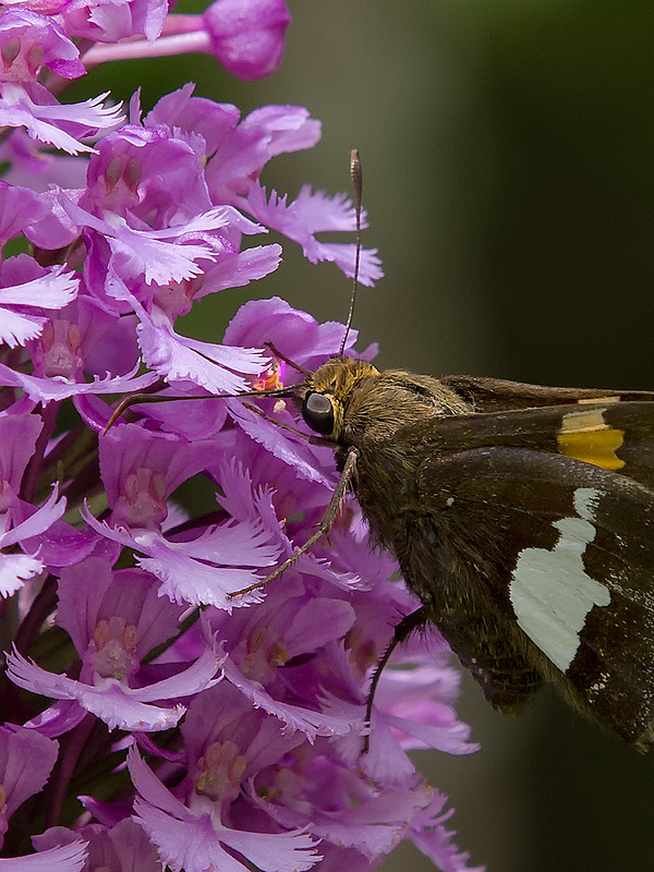 Epargyreus clarus (Silver-spotted Skipper) pollinating Platanthera psycodes (Small Purple Fringed orchid)