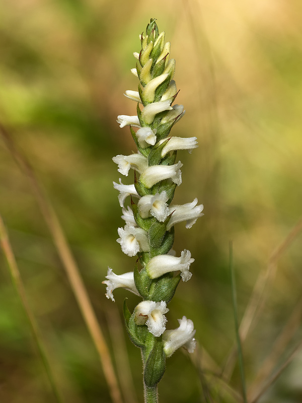 Spiranthes ochroleuca (Yellow Ladies'-tresses orchid)