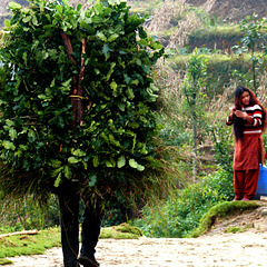 Homme arbre - Tree man