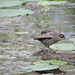 Red-winged Blackbird juvenile