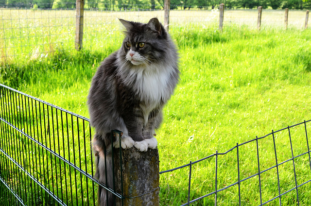 "Grumpy Cat" Moony wünscht allen einen HFF!