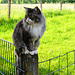 "Grumpy Cat" Moony wünscht allen einen HFF!