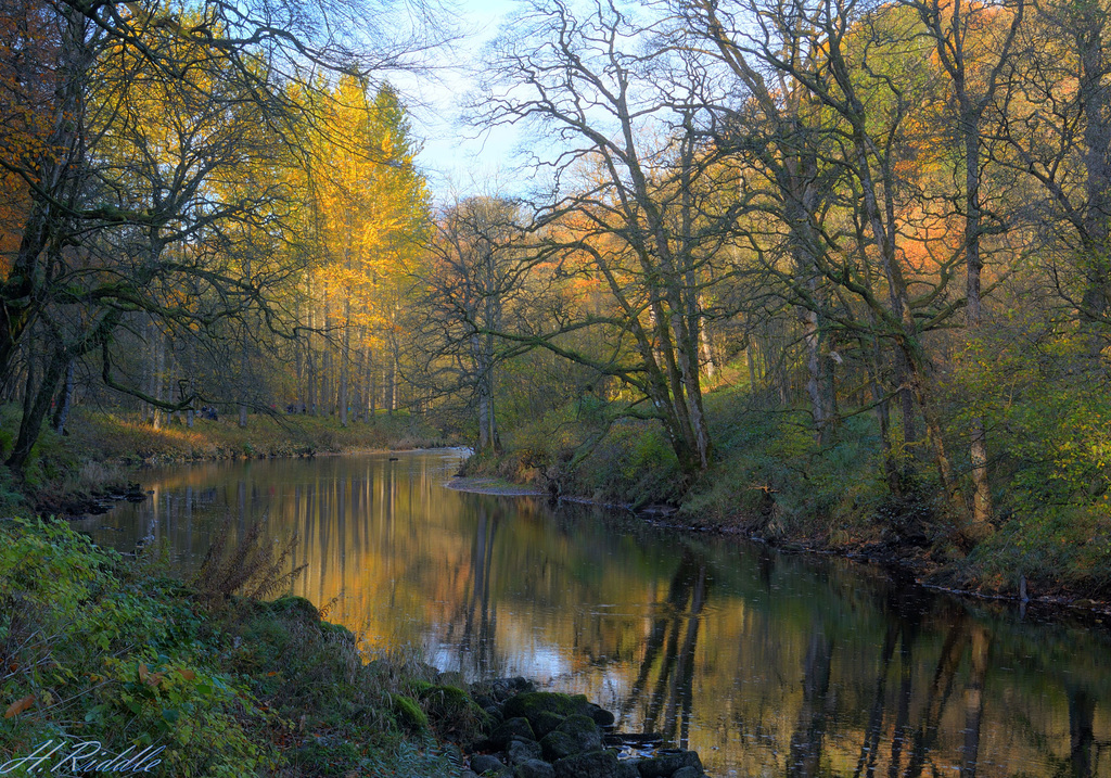 A Strid Wood Idyll