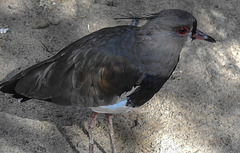 20190911 6268CPw [D~OH] Bronzekiebitz (Vanellus chilensis), Timmendorfer Strand