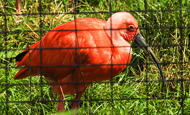 20210729 2225CPw [D~OS] Roter Sichler, Zoo Osnabrück
