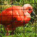 20210729 2225CPw [D~OS] Roter Sichler, Zoo Osnabrück