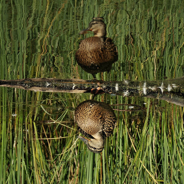 unscharfer Vogel