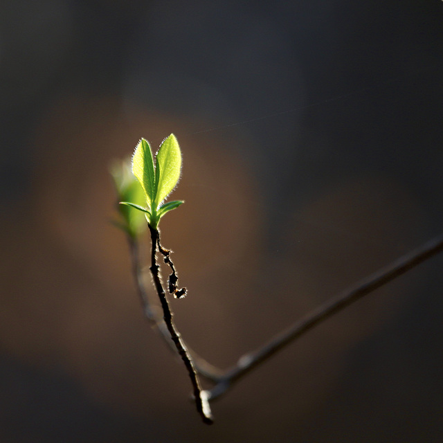 Lonicera