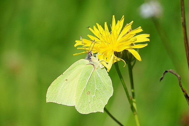 Zitronenfalter an gelber Blüte