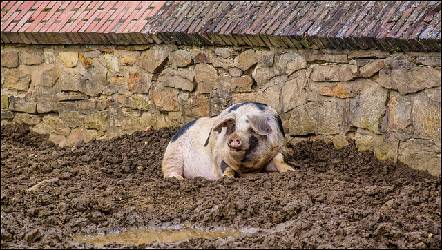 Schwein gehabt - HWW