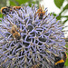 20230719 2572CPw [D~LIP] Kugeldistel, Dunkle Erdhummeln (Bombus terrestris), Honigbienen, Gelbbindige Furchenbiene (Halictus scabiosae), Bad Salzuflen