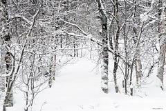 Forêt Boréale (Senja - Norvège)