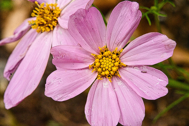 lavender and yellow