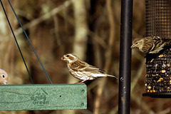 Purple Finch Female