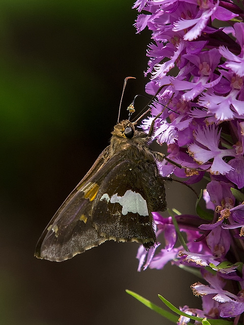 Epargyreus clarus (Silver-spotted Skipper) pollinating Platanthera psycodes (Small Purple Fringed orchid)