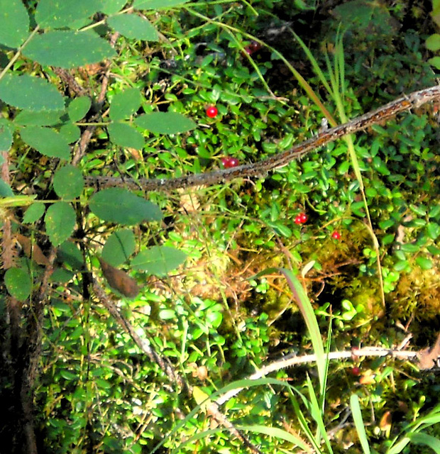 Low bush cranberries