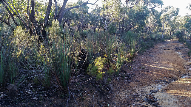 Waterfall Creek hike