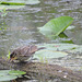 Red-winged Blackbird juveniles