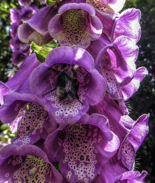 Bee in a Foxglove