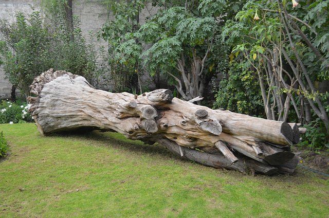 Peru, Arequipa, Huge Fallen Trunk in Monastery Garden