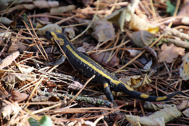 Aujourd'hui j'ai croisé le chemin d'une petite salamandre .