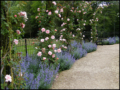 Blenheim rose garden