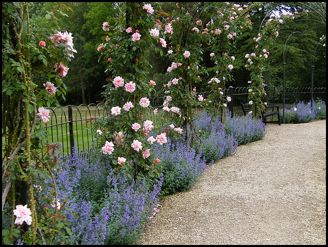 Blenheim rose garden