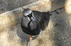 20190911 6269CPw [D~OH] Bronzekiebitz (Vanellus chilensis), Timmendorfer Strand