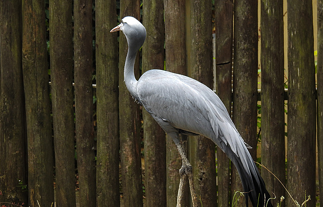 20210729 2227CPw [D~OS] Paradieskranich (Anthropoides paradisea, Syn.: Grus paradisea), Zoo Osnabrück