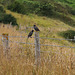 Starlings on a Fence